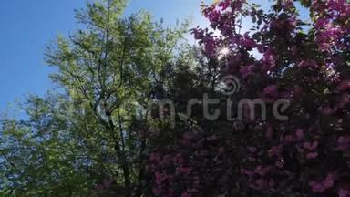 盛开的樱桃树，美丽的树，粉红色的天鹅绒花